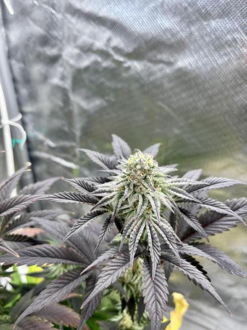 phenohunt26 /living soil. Week 13 - Grape Diamonds #17 x Grandpa's Cookies #6