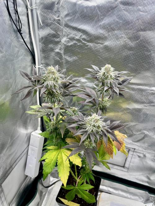 phenohunt26 /living soil. Week 13 - Grape Diamonds #17 x Grandpa's Cookies #6