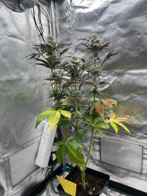 phenohunt26 /living soil. Week 13 - Grape Diamonds #17 x Grandpa's Cookies #6