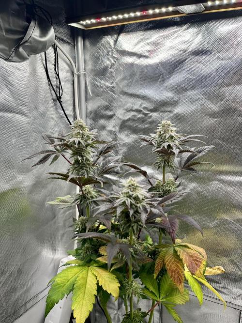 phenohunt26 /living soil. Week 13 - Grape Diamonds #17 x Grandpa's Cookies #6