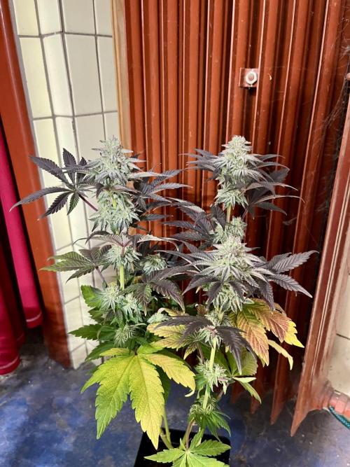 phenohunt26 /living soil. Week 13 - Grape Diamonds #17 x Grandpa's Cookies #6
