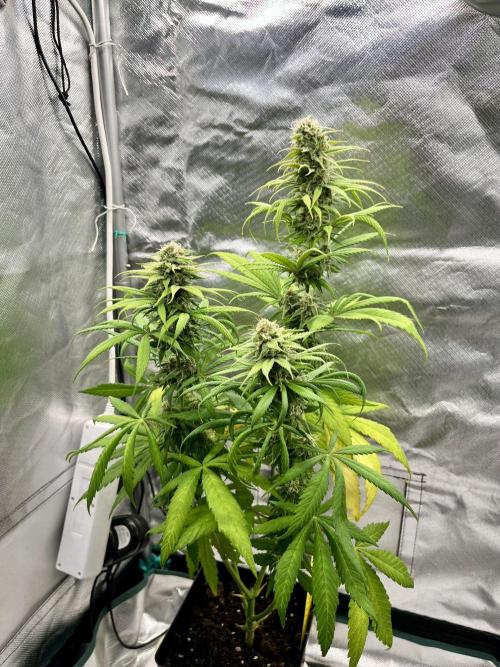 phenohunt26 /living soil. Week 13 - Shiva Skunk Fem