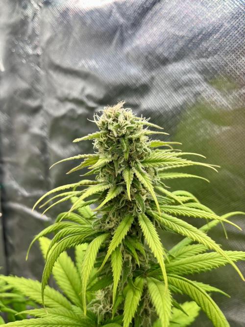 phenohunt26 /living soil. Week 13 - Shiva Skunk Fem