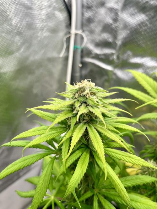 phenohunt26 /living soil. Week 13 - Shiva Skunk Fem