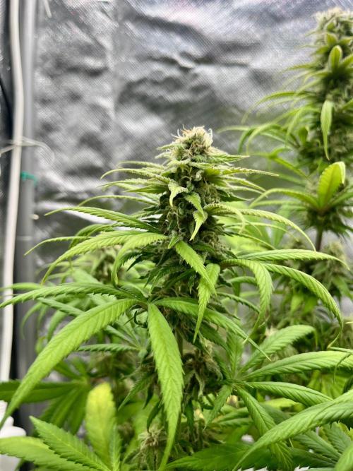 phenohunt26 /living soil. Week 13 - Shiva Skunk Fem
