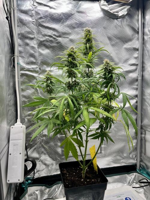 phenohunt26 /living soil. Week 13 - Shiva Skunk Fem