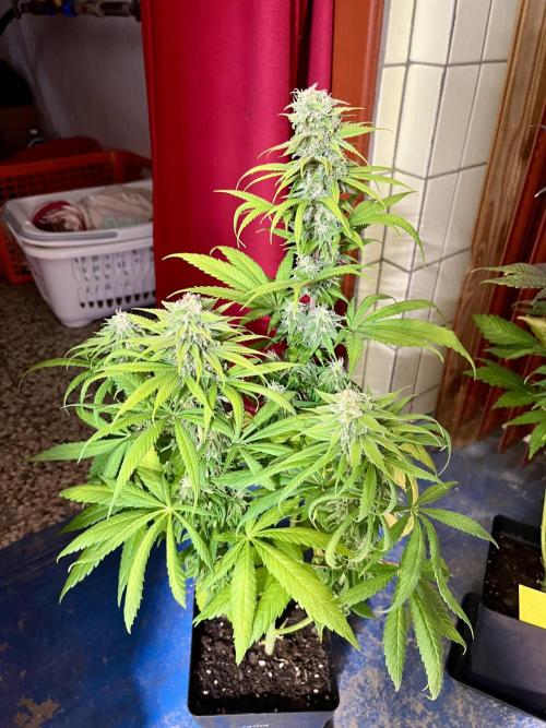 phenohunt26 /living soil. Week 13 - Shiva Skunk Fem