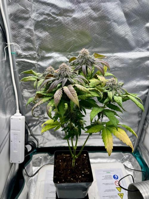 phenohunt26 /living soil. Week 13 - Cherry Gar-see-ya R1