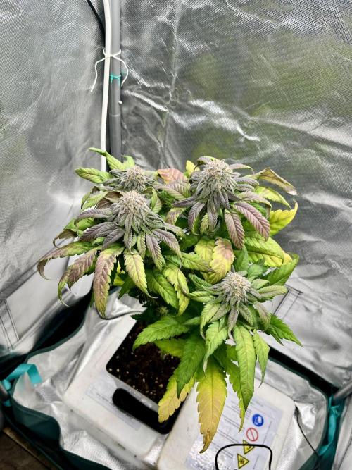 phenohunt26 /living soil. Week 13 - Cherry Gar-see-ya R1