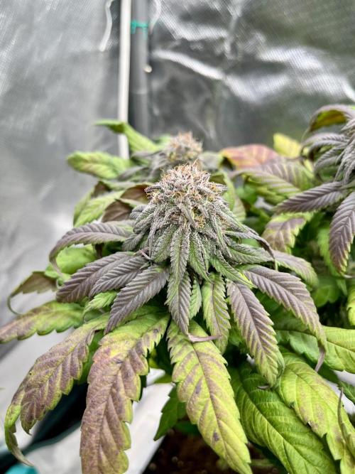 phenohunt26 /living soil. Week 13 - Cherry Gar-see-ya R1