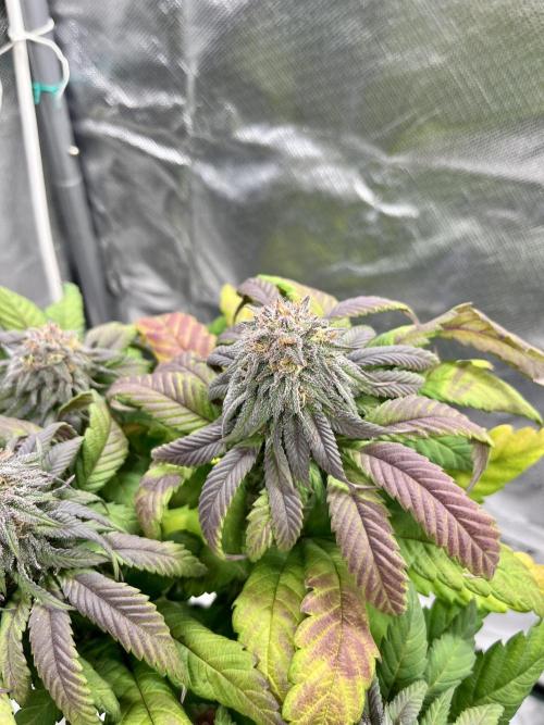 phenohunt26 /living soil. Week 13 - Cherry Gar-see-ya R1