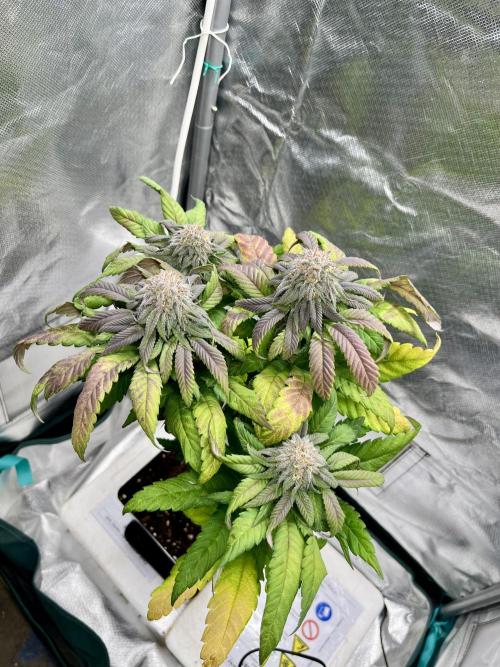 phenohunt26 /living soil. Week 13 - Cherry Gar-see-ya R1