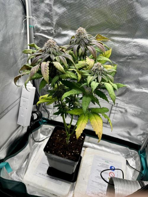 phenohunt26 /living soil. Week 13 - Cherry Gar-see-ya R1