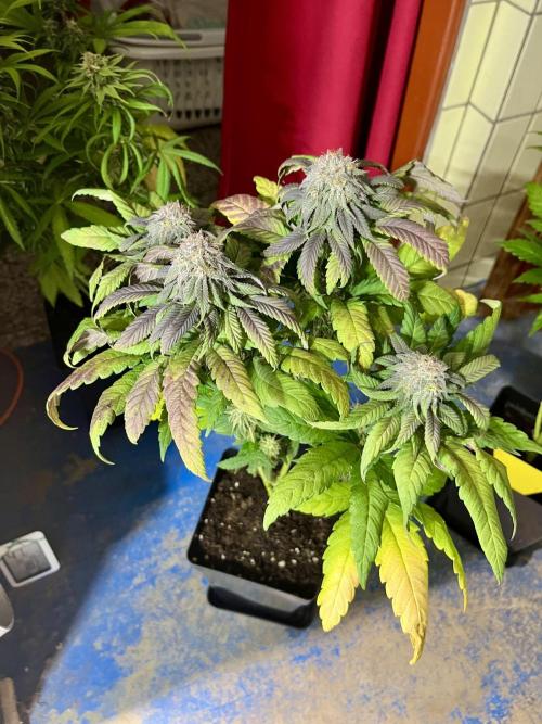 phenohunt26 /living soil. Week 13 - Cherry Gar-see-ya R1