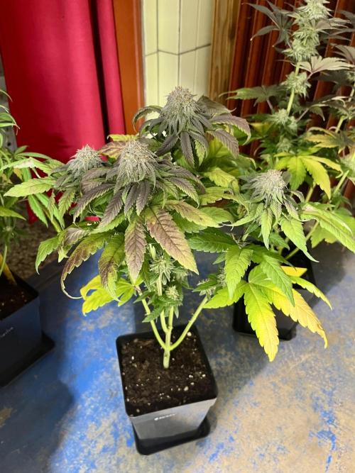 phenohunt26 /living soil. Week 13 - Cherry Gar-see-ya R1