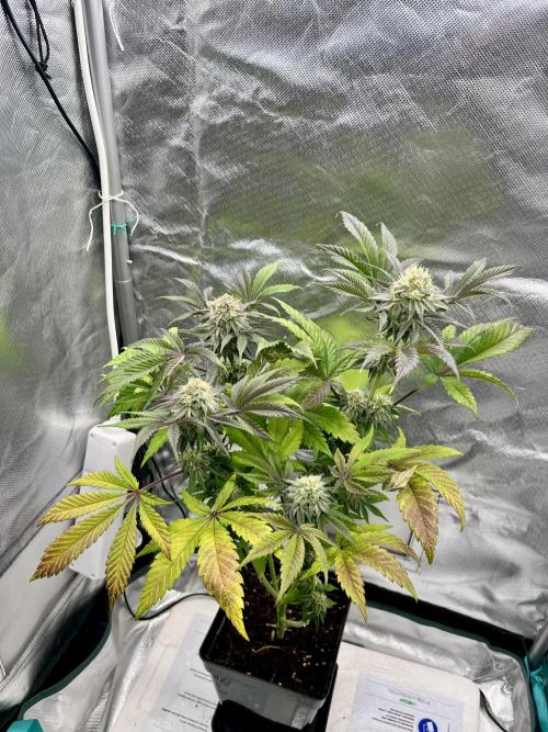 phenohunt26 /living soil. Week 13 - XXX x Grandpa's Cookies #6