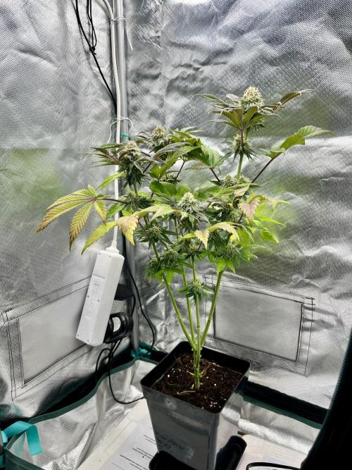 phenohunt26 /living soil. Week 13 - XXX x Grandpa's Cookies #6