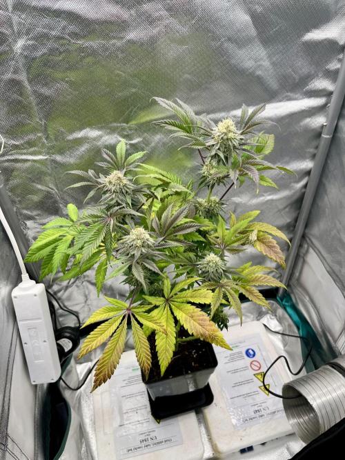 phenohunt26 /living soil. Week 13 - XXX x Grandpa's Cookies #6