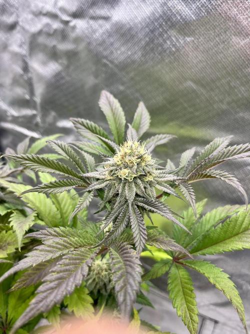 phenohunt26 /living soil. Week 13 - XXX x Grandpa's Cookies #6