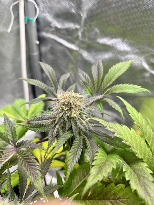 phenohunt26 /living soil. Week 13 - XXX x Grandpa's Cookies #6