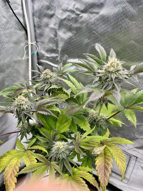 phenohunt26 /living soil. Week 13 - XXX x Grandpa's Cookies #6