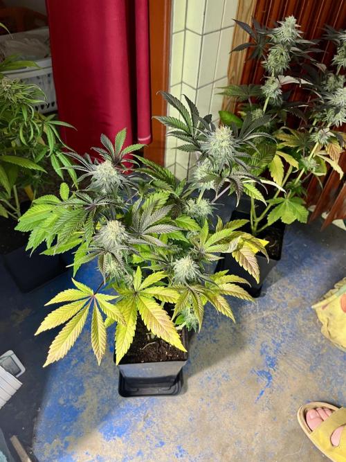 phenohunt26 /living soil. Week 13 - XXX x Grandpa's Cookies #6