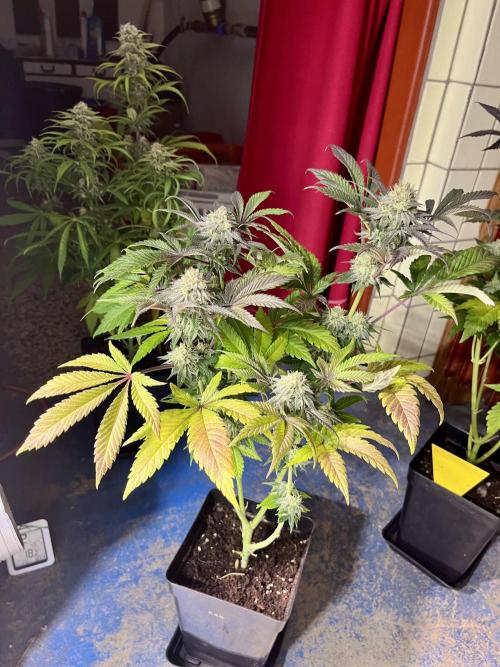 phenohunt26 /living soil. Week 13 - XXX x Grandpa's Cookies #6