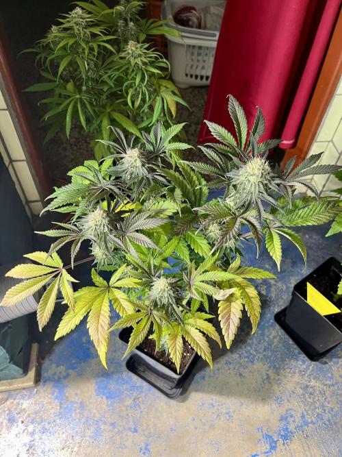 phenohunt26 /living soil. Week 13 - XXX x Grandpa's Cookies #6