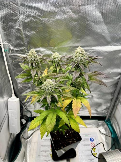 phenohunt26 /living soil. Week 13 - Pink Runtz (clone) x Grandpa's Cookies #6