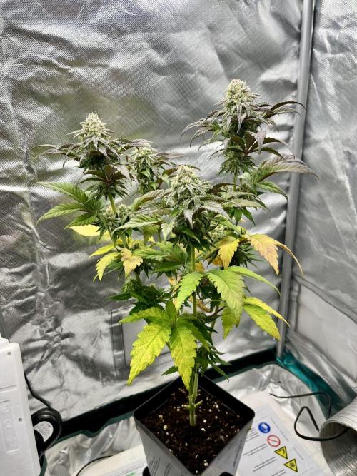 phenohunt26 /living soil. Week 13 - Pink Runtz (clone) x Grandpa's Cookies #6
