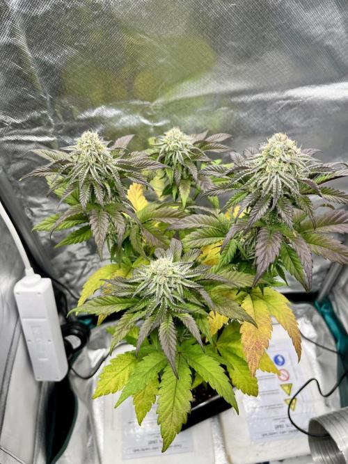 phenohunt26 /living soil. Week 13 - Pink Runtz (clone) x Grandpa's Cookies #6