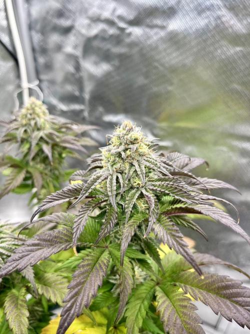 phenohunt26 /living soil. Week 13 - Pink Runtz (clone) x Grandpa's Cookies #6