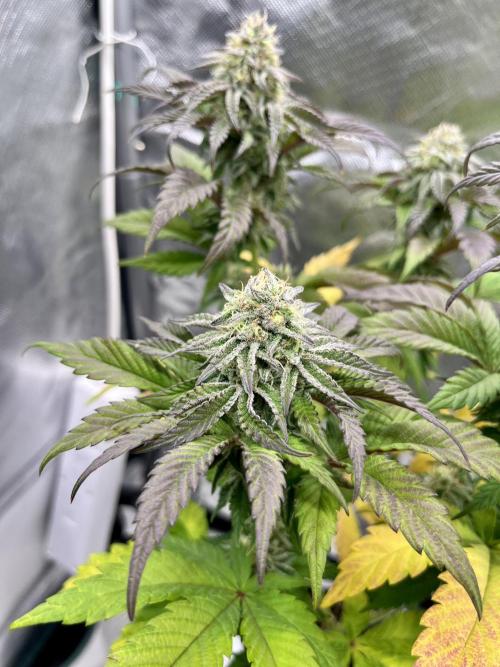 phenohunt26 /living soil. Week 13 - Pink Runtz (clone) x Grandpa's Cookies #6