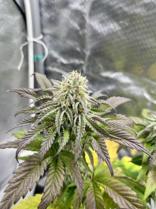 phenohunt26 /living soil. Week 13 - Pink Runtz (clone) x Grandpa's Cookies #6