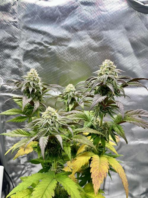 phenohunt26 /living soil. Week 13 - Pink Runtz (clone) x Grandpa's Cookies #6