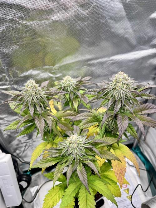 phenohunt26 /living soil. Week 13 - Pink Runtz (clone) x Grandpa's Cookies #6