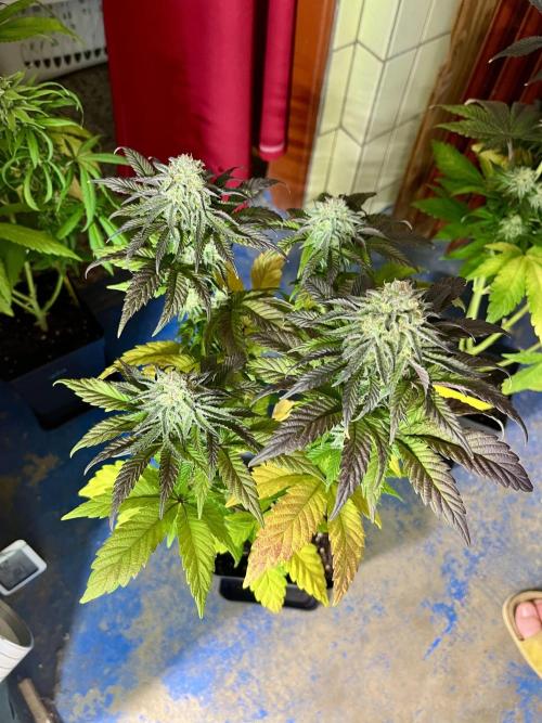 phenohunt26 /living soil. Week 13 - Pink Runtz (clone) x Grandpa's Cookies #6