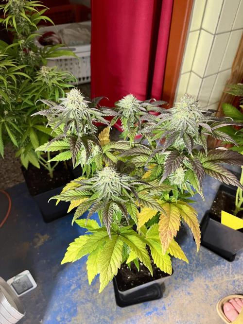 phenohunt26 /living soil. Week 13 - Pink Runtz (clone) x Grandpa's Cookies #6