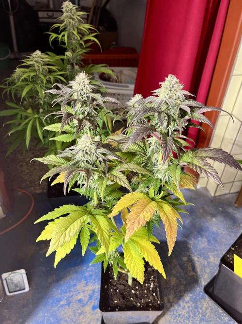 phenohunt26 /living soil. Week 13 - Pink Runtz (clone) x Grandpa's Cookies #6