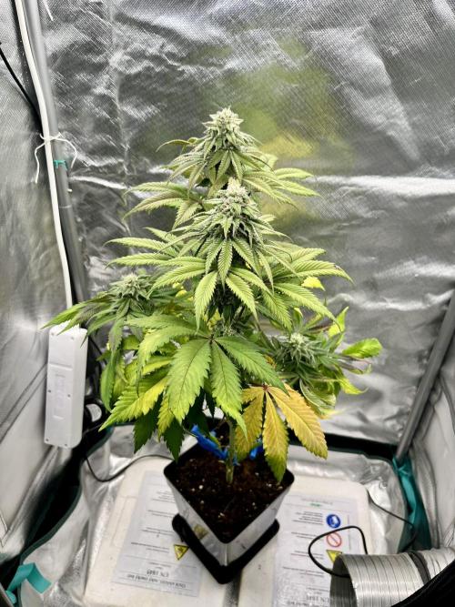 phenohunt26 /living soil. Week 13 - Dirty Banana GEN1