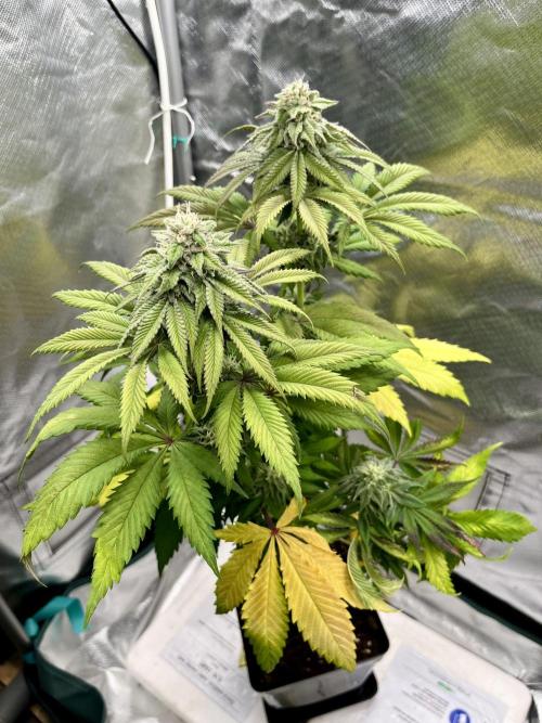 phenohunt26 /living soil. Week 13 - Dirty Banana GEN1