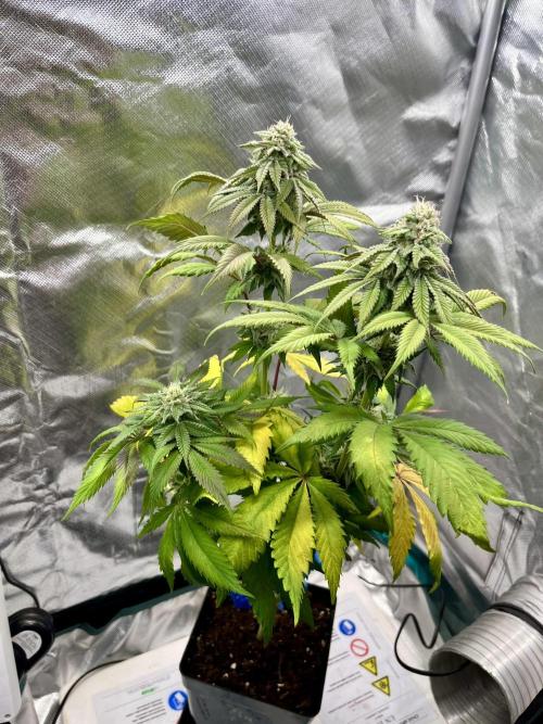 phenohunt26 /living soil. Week 13 - Dirty Banana GEN1
