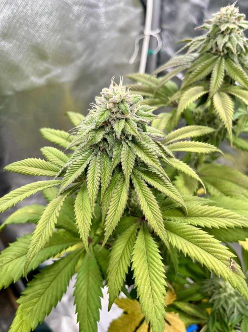 phenohunt26 /living soil. Week 13 - Dirty Banana GEN1