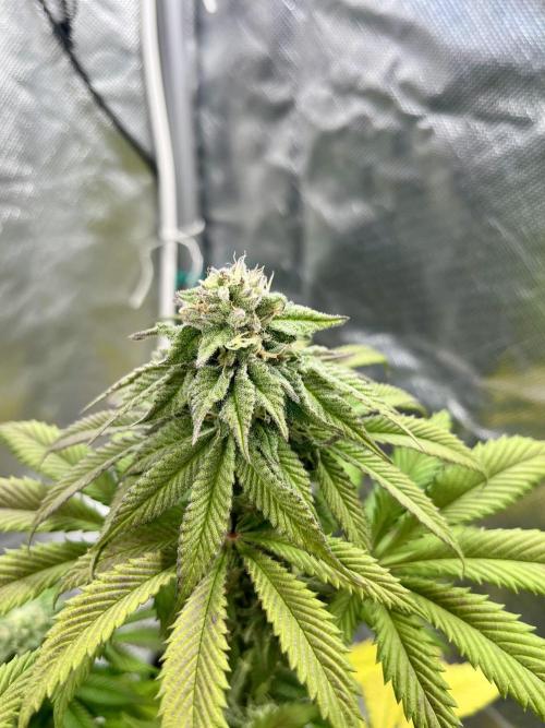 phenohunt26 /living soil. Week 13 - Dirty Banana GEN1