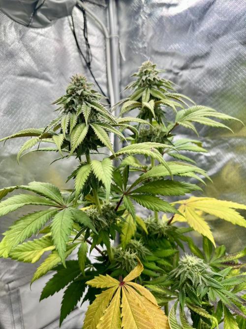 phenohunt26 /living soil. Week 13 - Dirty Banana GEN1