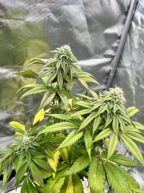phenohunt26 /living soil. Week 13 - Dirty Banana GEN1