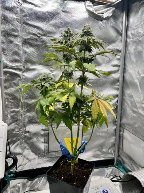 phenohunt26 /living soil. Week 13 - Dirty Banana GEN1