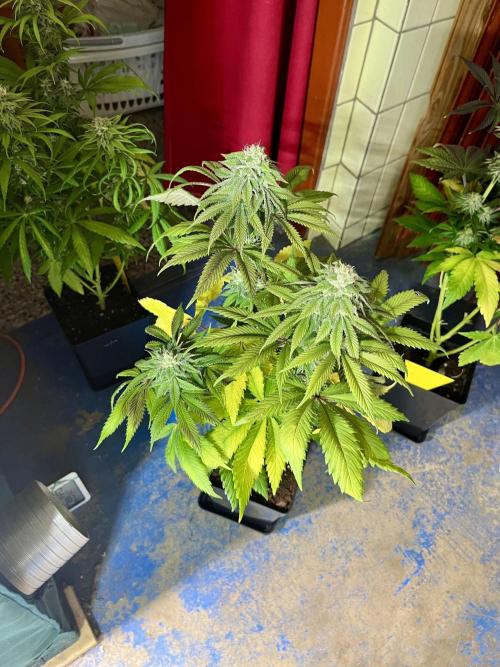 phenohunt26 /living soil. Week 13 - Dirty Banana GEN1