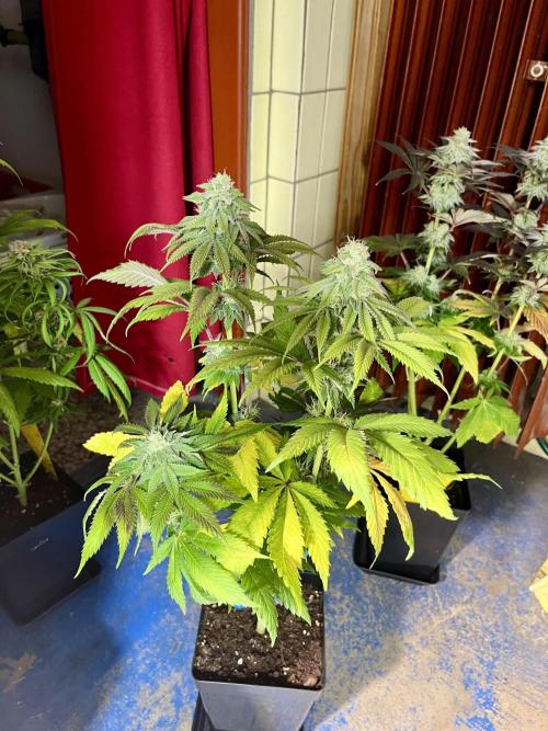 phenohunt26 /living soil. Week 13 - Dirty Banana GEN1