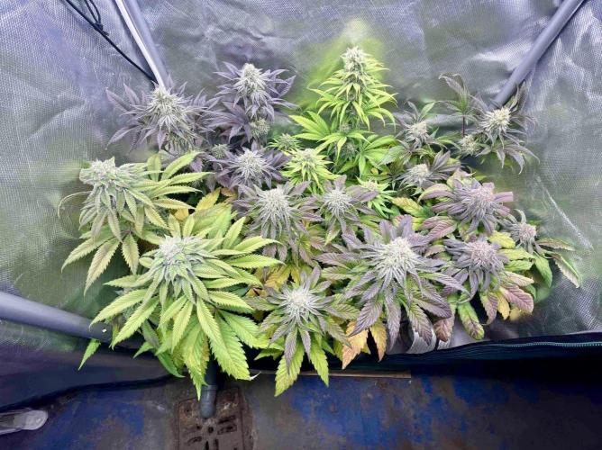 phenohunt26 /living soil. Week 13